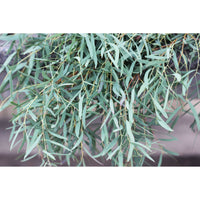 Eucalyptus nicholii