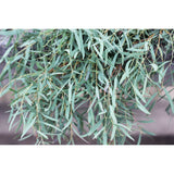 Eucalyptus nicholii