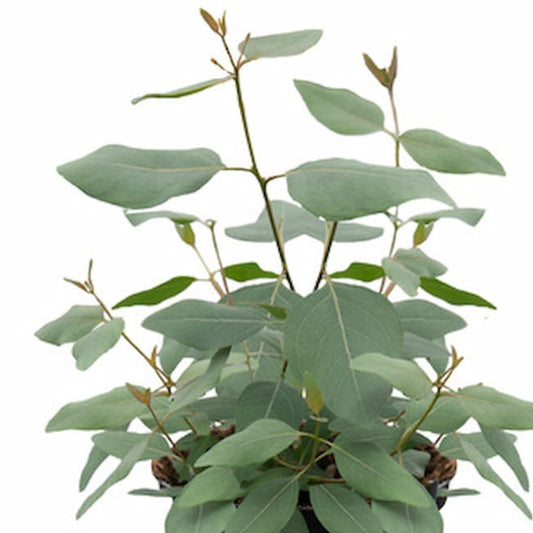 Eucalyptus populnea