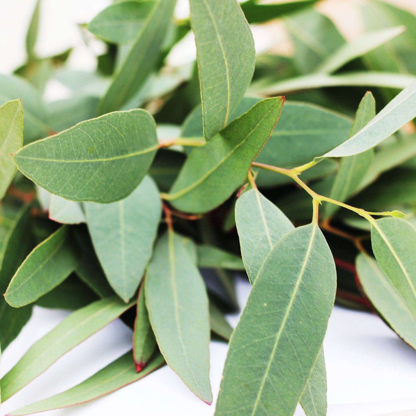 Eucalyptus globulus/Feberträd