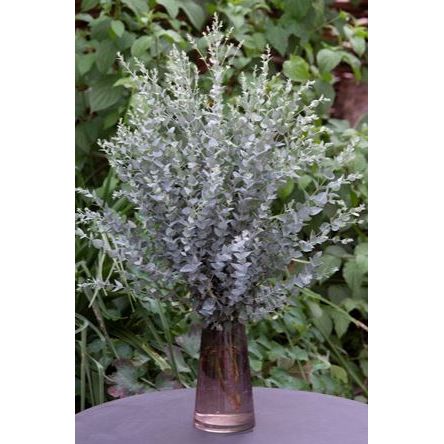 Eukalyptus ´Moon Lagoon´