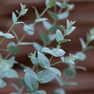 Eukalyptus ´Moon Lagoon´