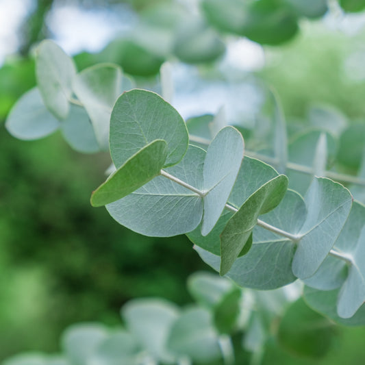 Eukalyptus ´Silver Dollar´