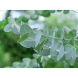Eukalyptus ´Silver Dollar´