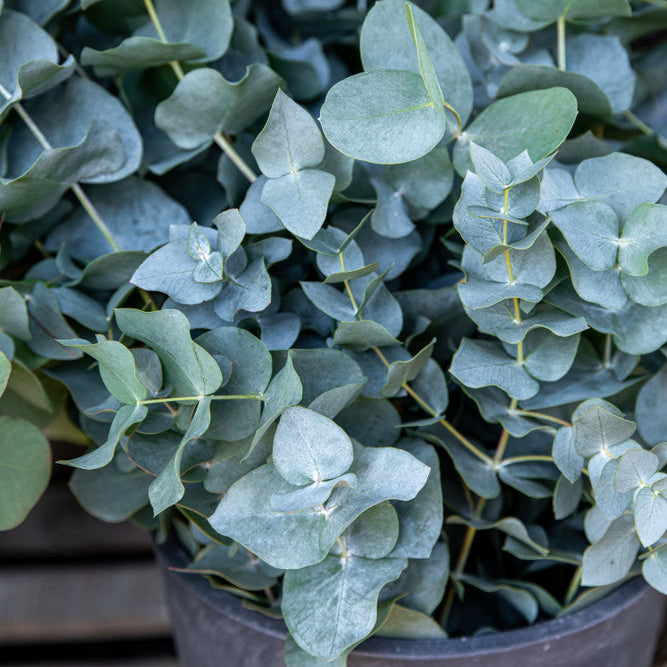 Eukalyptus ´Baby Blue´