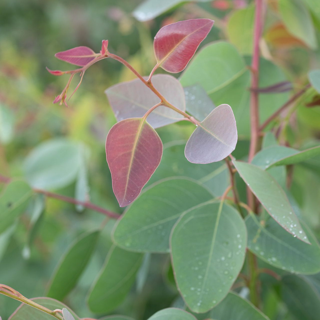 Eukalyptus ´Red Gum´