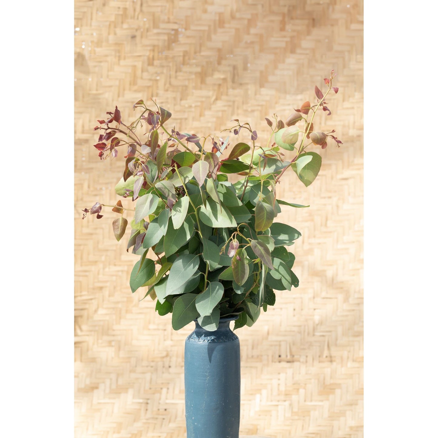 Eukalyptus ´Red Gum´