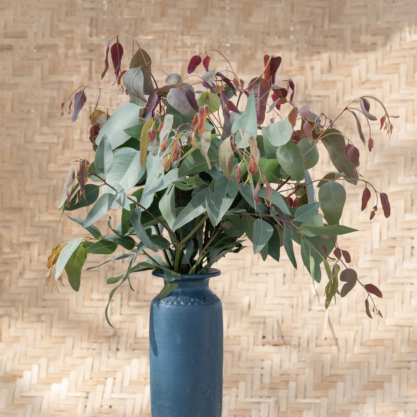 Eukalyptus ´Red Ironbark´