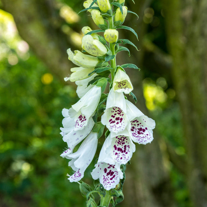 Fingerborgsblomma ´Alba´