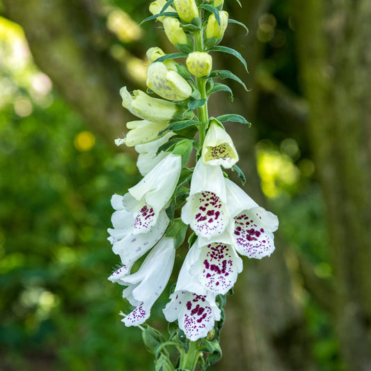 Fingerborgsblomma ´Alba´