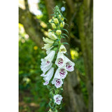 Fingerborgsblomma ´Alba´