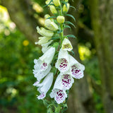 Fingerborgsblomma ´Alba´