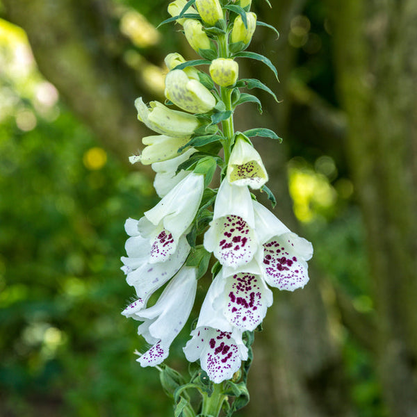 Fingerborgsblomma ´Alba´