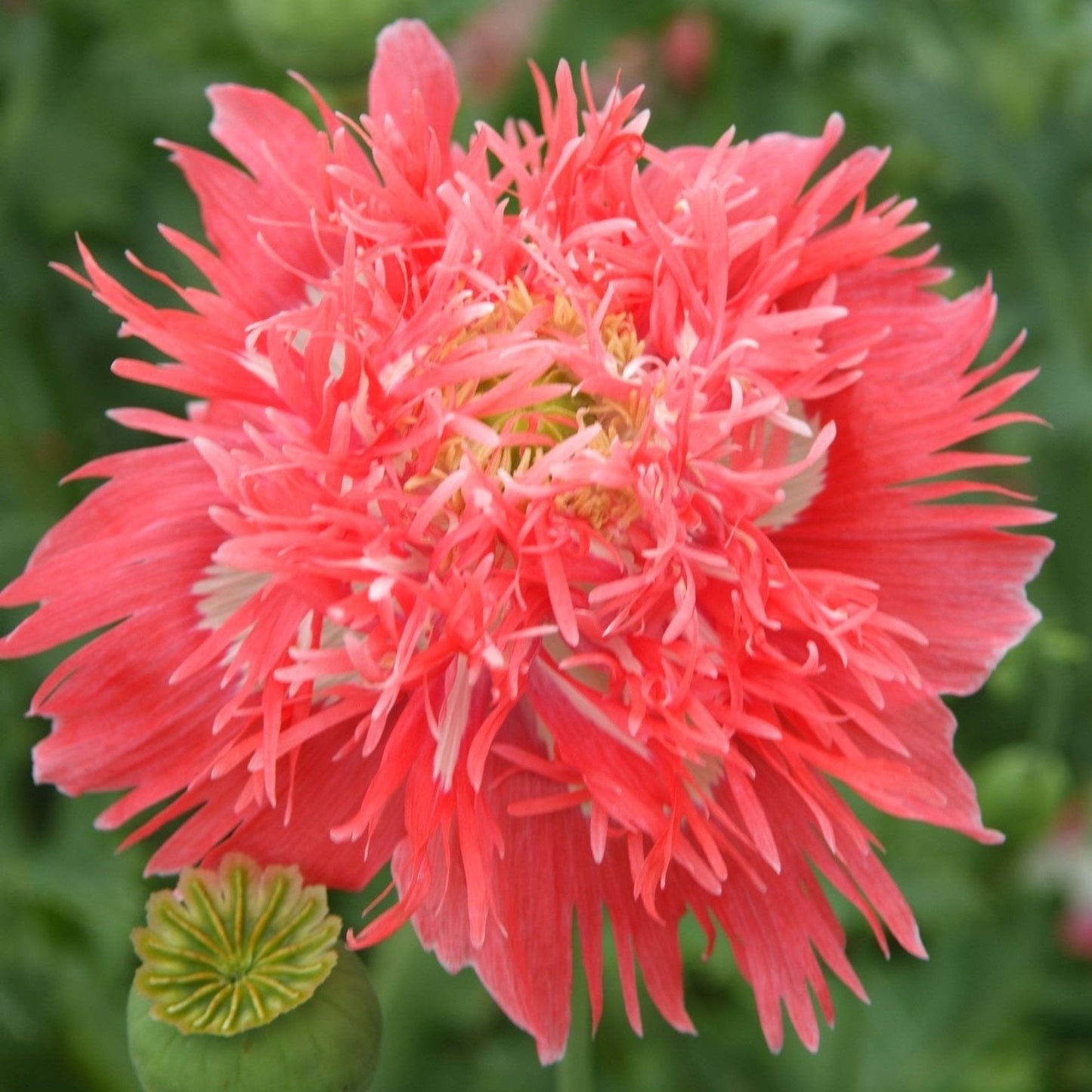 Fjädervallmo ´Rose Feathers´