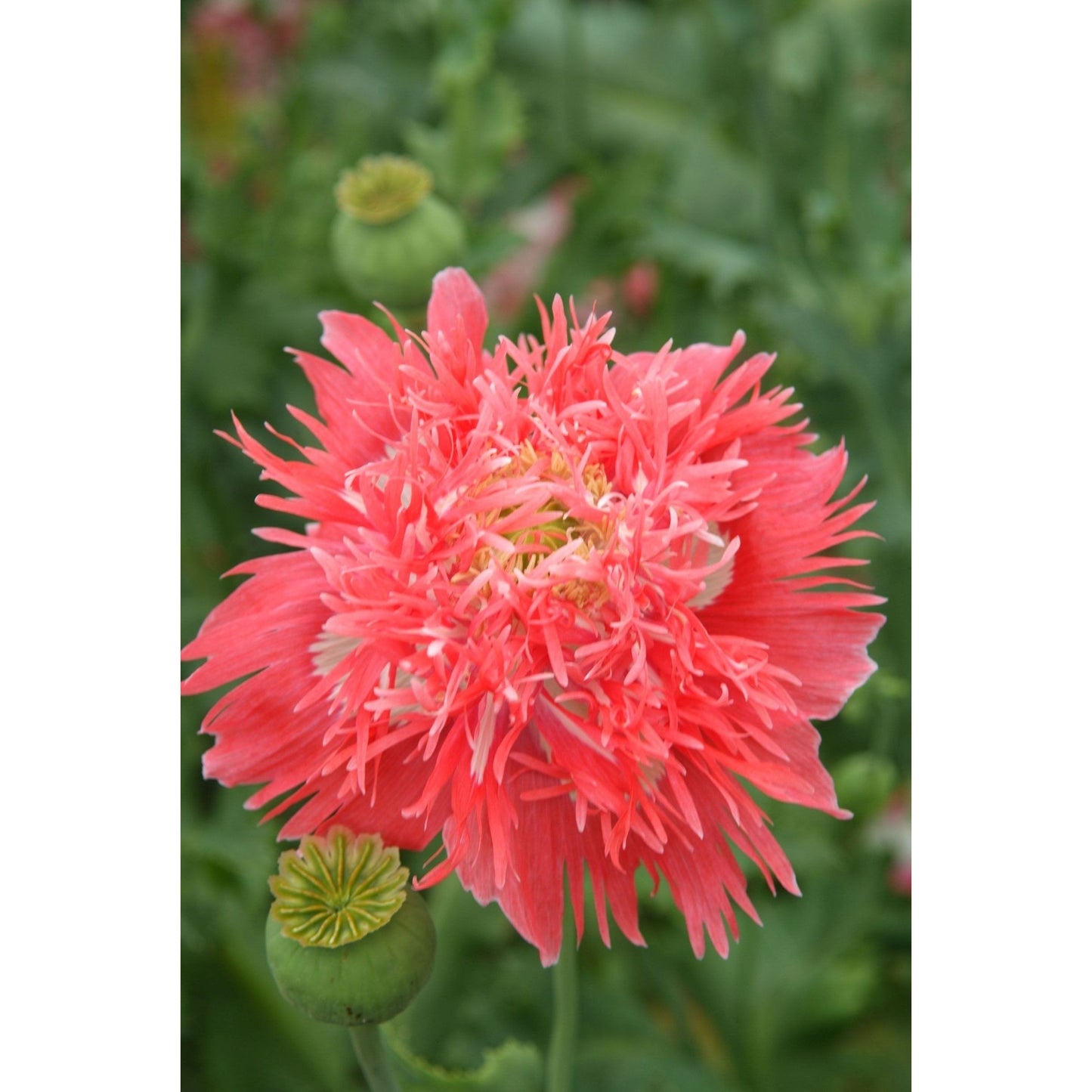 Fjädervallmo ´Rose Feathers´