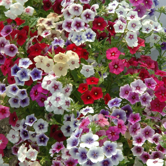 Sommarflox ´Tapestry Mix´