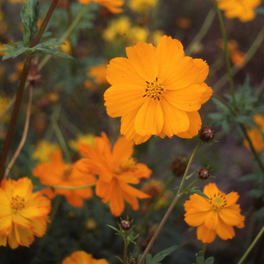 Gullskära ´Crest Sunset´