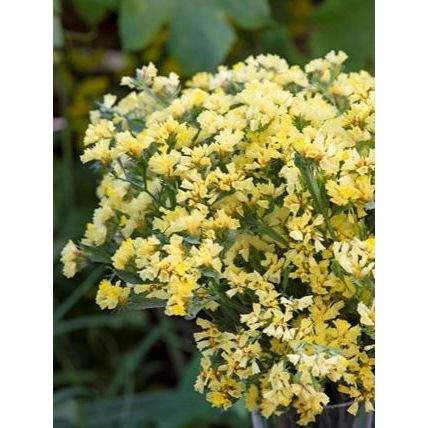 Gul risp/Limonium bonduelii