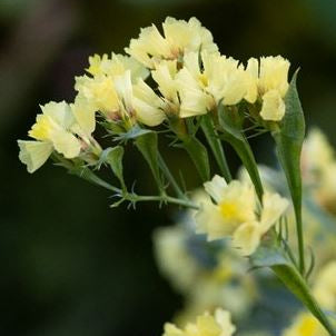 Gul risp/Limonium bonduelii