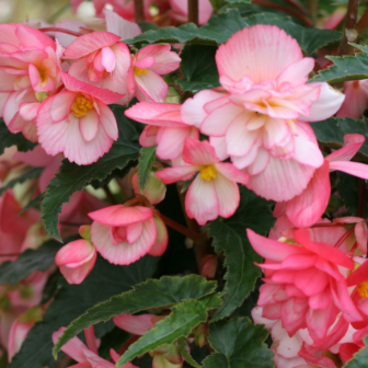 Hängbegonia ´Chanson Flamingo´ F1