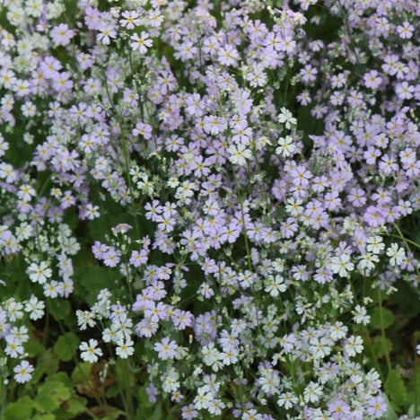 Hängslöja ´Alba´