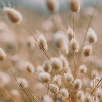 Harsvans ´Bunny Tails´