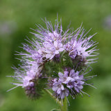Honungsfacelia