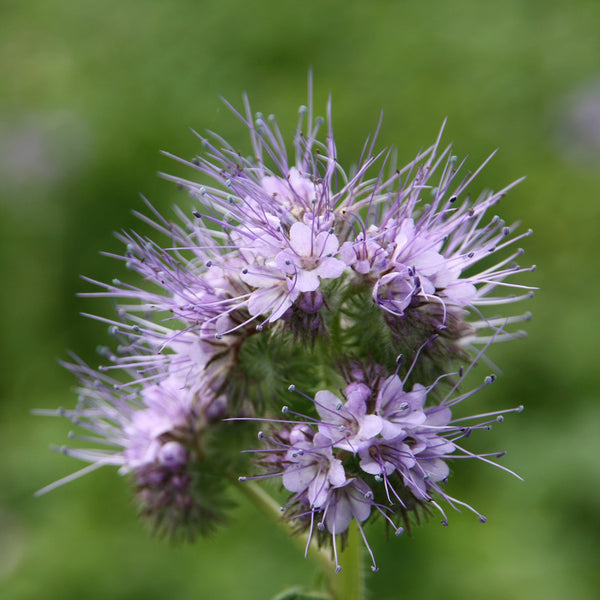 Honungsfacelia