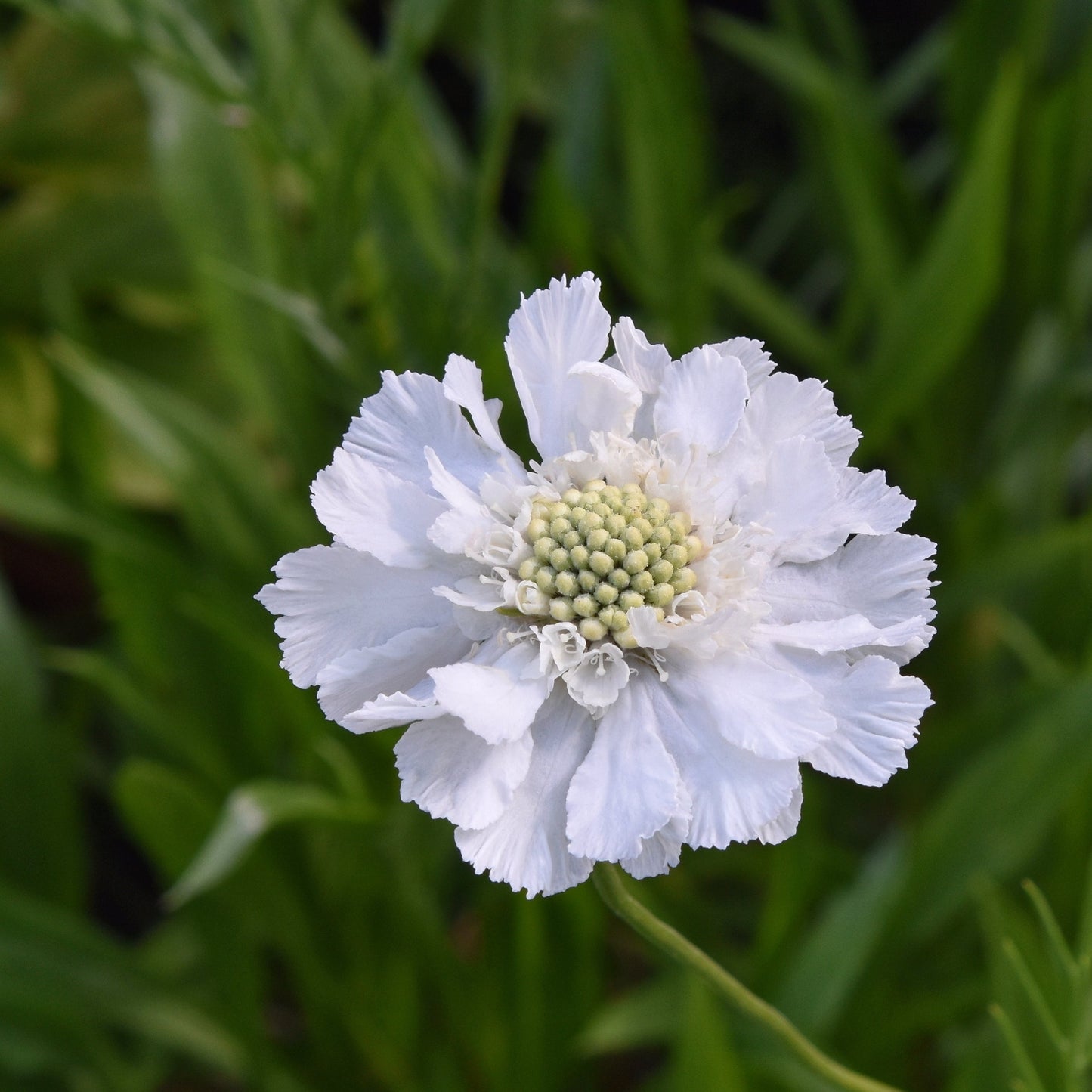 Höstvädd ´Perfecta Alba´