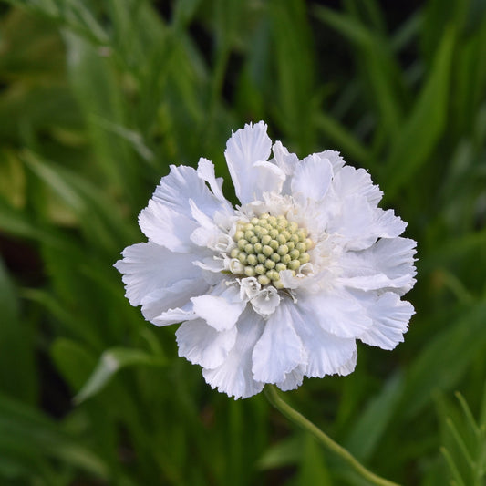 Höstvädd ´Perfecta Alba´