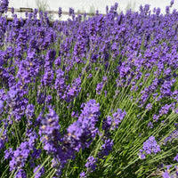 Lavendel