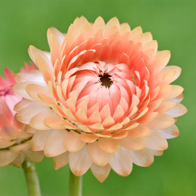 Jätteeternell ´Salmon Shades´