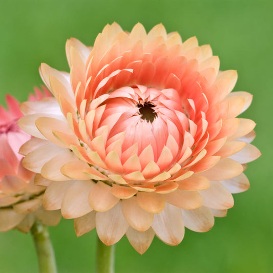 Jätteeternell ´Salmon Shades´