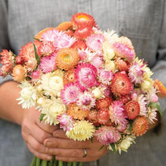 Jätteeternell ´Seashells Mix´