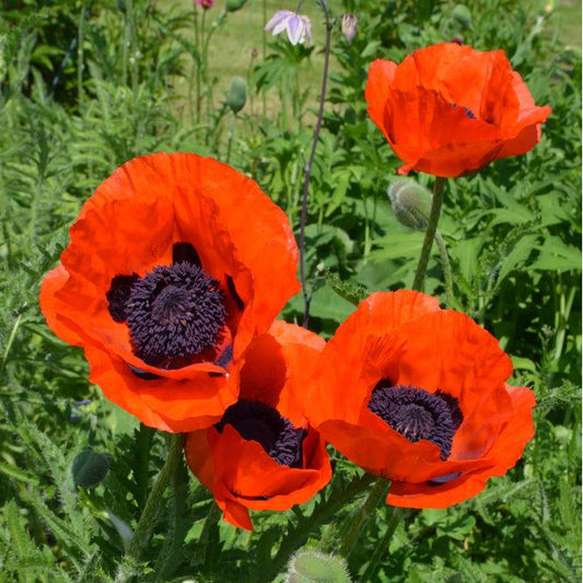 Jättevallmo ´Prince of Orange´