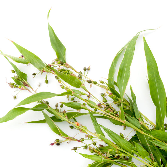 Jobs tårar/Pärlkorn