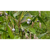 Jobs tårar/Pärlkorn