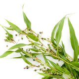 Jobs tårar/Pärlkorn