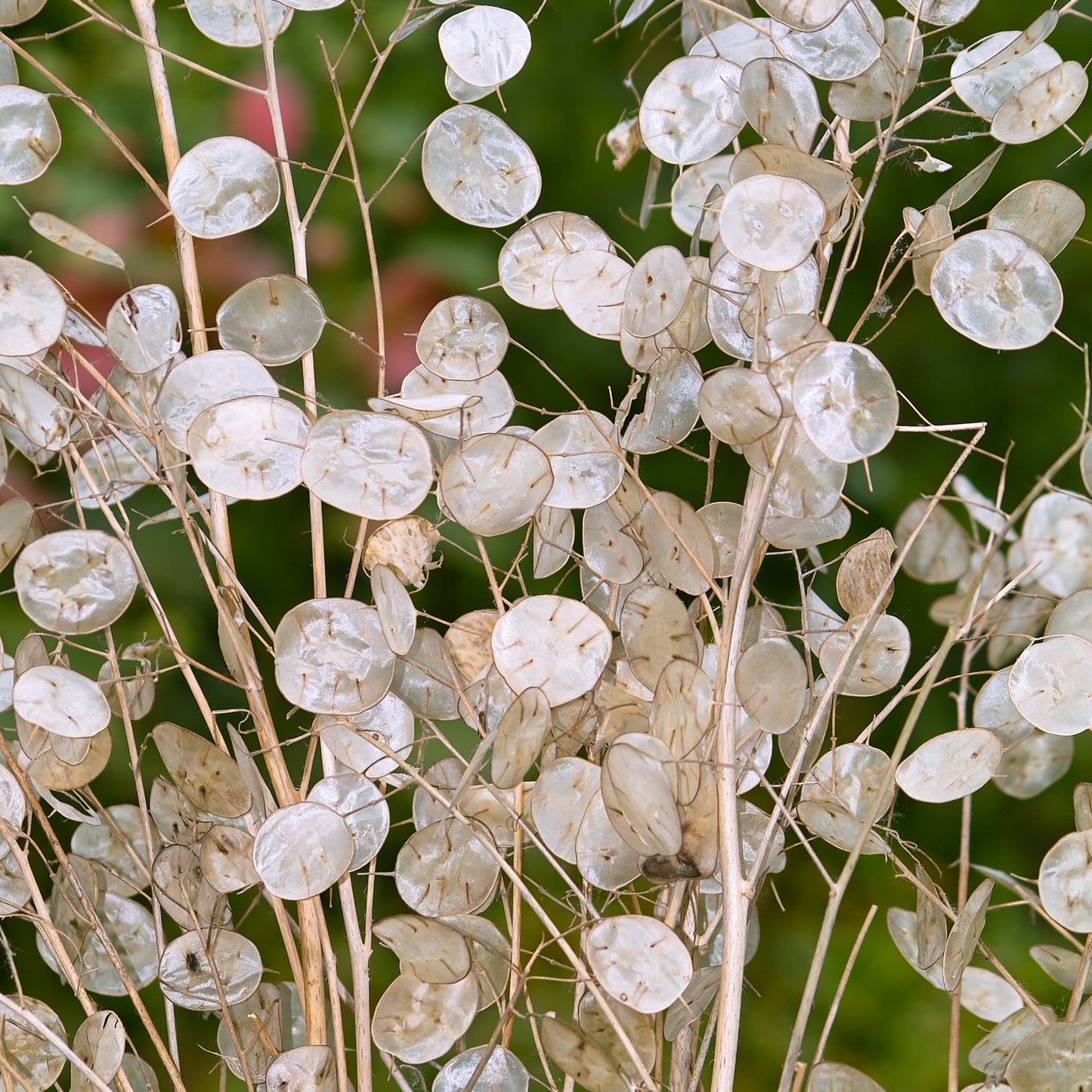 Judas silverpenningar ´Alba´