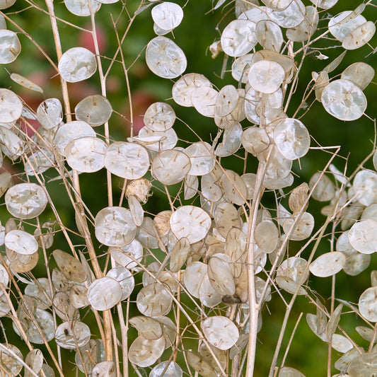 Judas silverpenningar ´Alba´