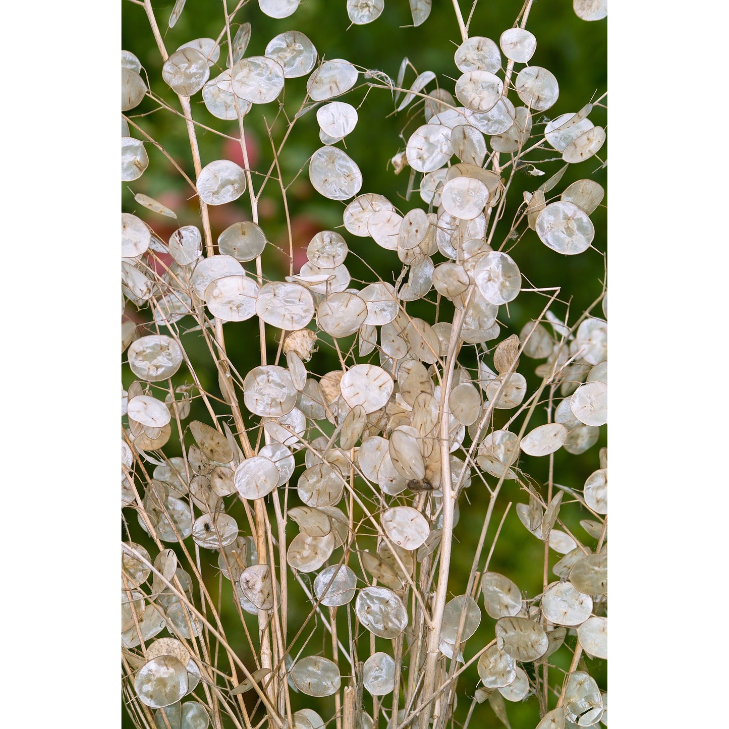 Judas silverpenningar ´Alba´