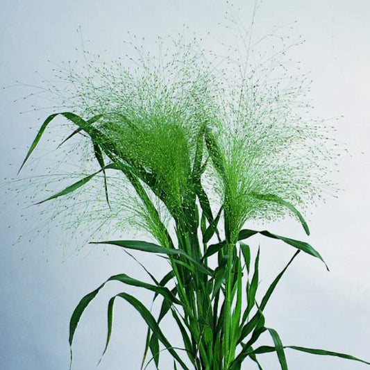 Jungfruhirs ´Fontaine´