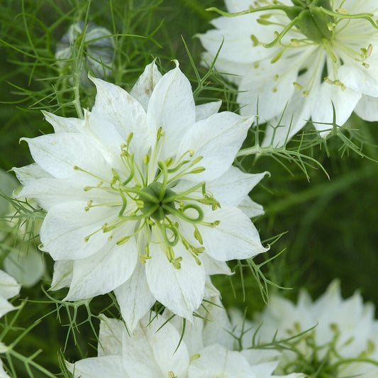 Jungfrun i det gröna ´Albion Green Pod´