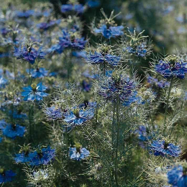 Jungfrun i det gröna ´Miss Jekyll Dark Blue´