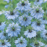 Jungfrun i det gröna ´Miss Jekyll Skyblue´