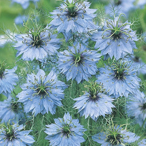 Jungfrun i det gröna ´Miss Jekyll Skyblue´