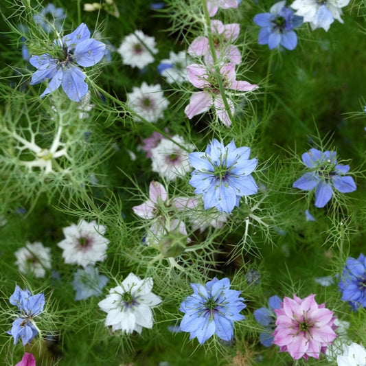 Jungfrun i det gröna ´Persian Jewels Mix´