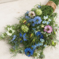 Jungfrun i det gröna ´Love in a Mist Mix´