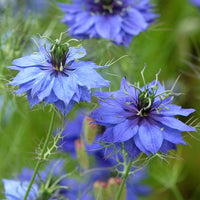 Jungfrun i det gröna ´Miss Jekyll Dark Blue´
