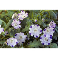 Kärleksblomster